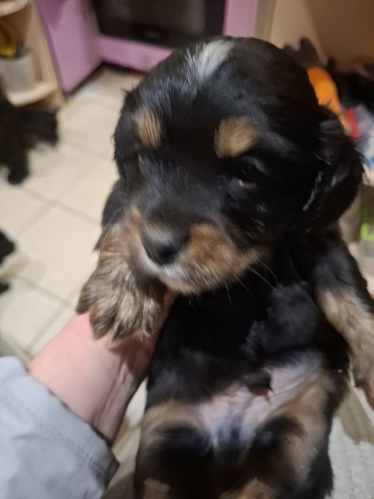 Песики в добрі руки