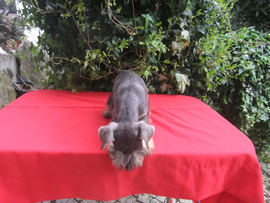 cachorro schnauzer miniatura sal e pimenta