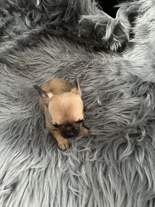 Chihuahua piesek