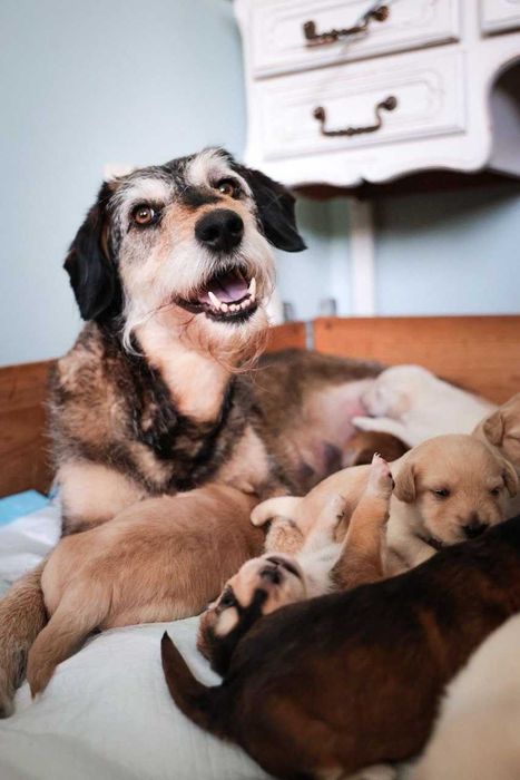 Szczeniaki do oddania w połowie stycznia