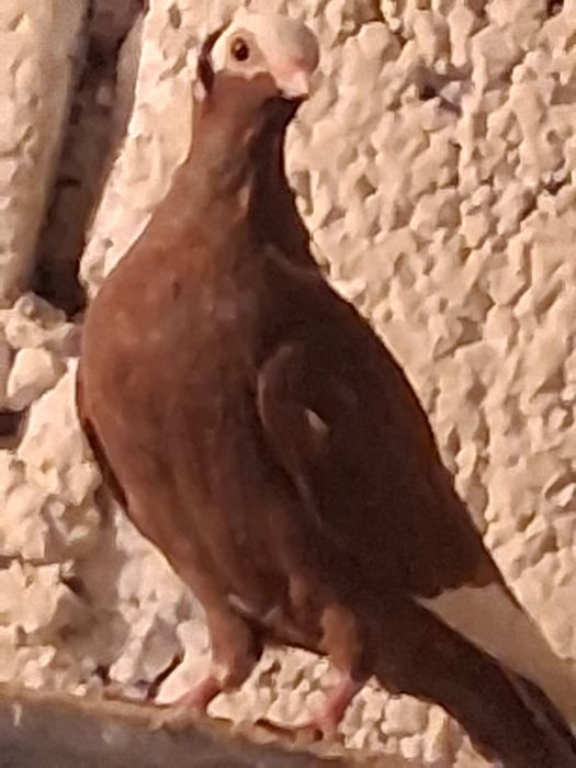 Koroniarz końcaty samiczka 2025