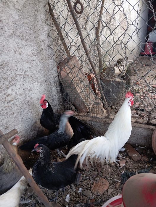 Galinhas Fénix , casal ou separado