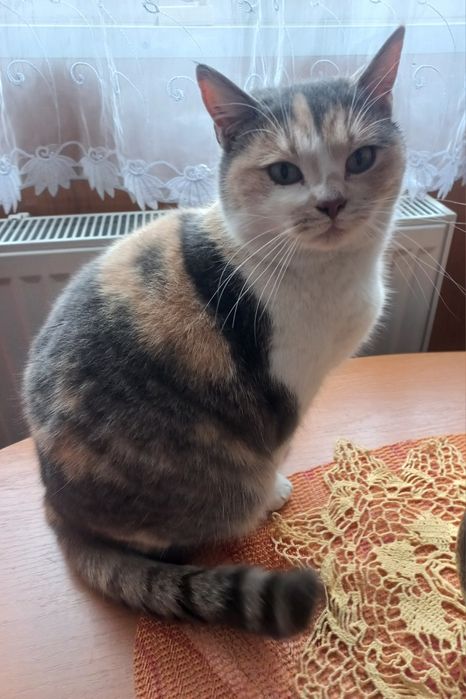 Адель проситься в сім'ю