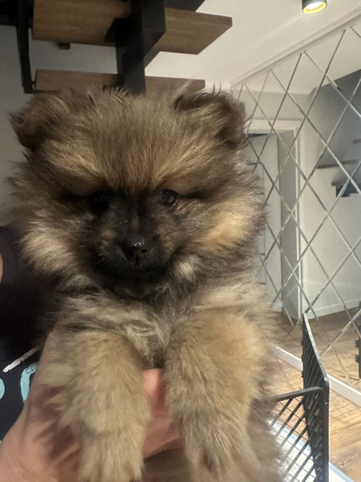 Pomeranian miniaturka