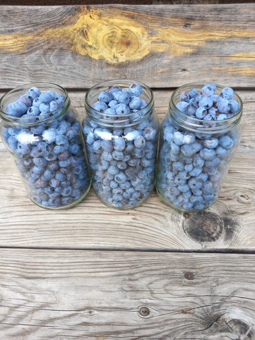 Borówka amerykańska Eko .Cena 1 kg 20 . zł