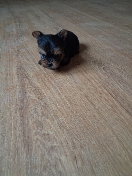 Yorkshire ( miniatura) macho