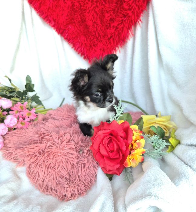 Śliczny długowłosy Poesek Chihuahua