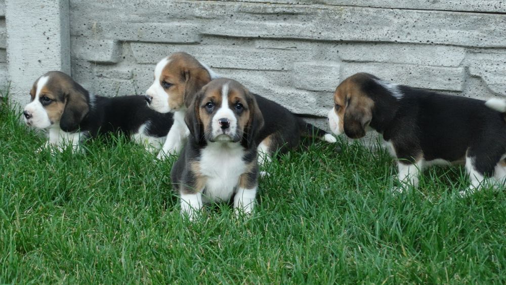 Beagle piesek 8 tygodni