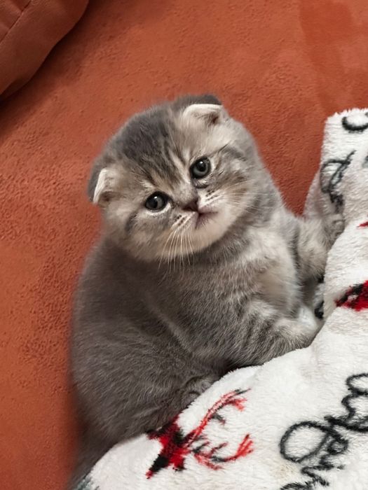 ВІП кошенята шотландський висловухий БРОНЬ