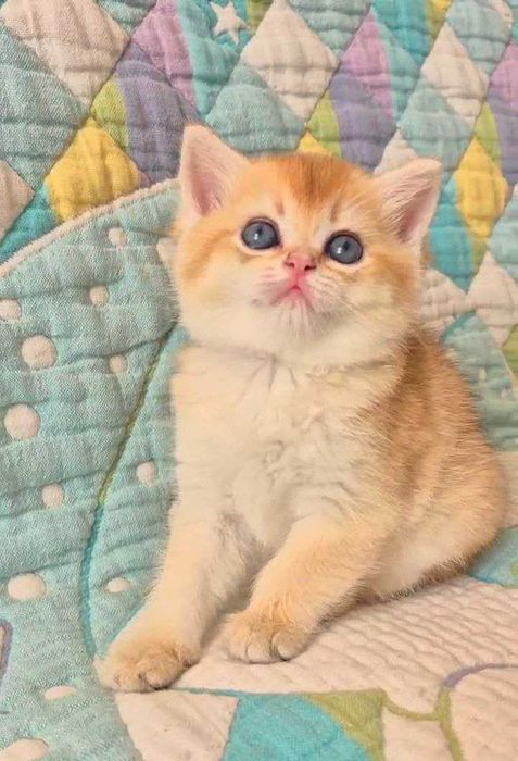 Шотландские котята (ЗОЛОТАЯ ШИНШИЛЛА)