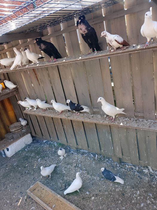 Garłacz górnośląski koroniaty