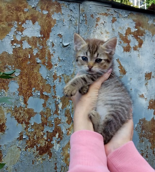 Допоможіть спасти манюню та знайти сім'ю дівчинкі!