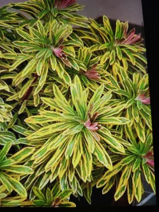 Молочай Martina ascot raibouw