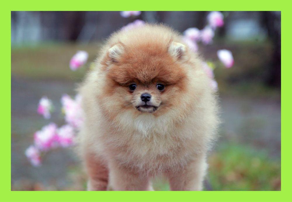 Померанчик ідеальний. КСУ