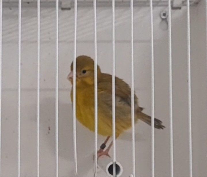 Fife Fancy disponíveis