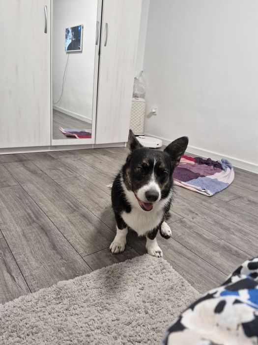 Продам Коргі кардіган