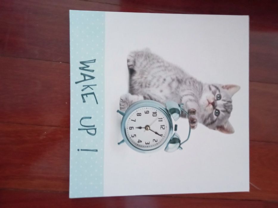 Telas de gatinhos64550495710593124