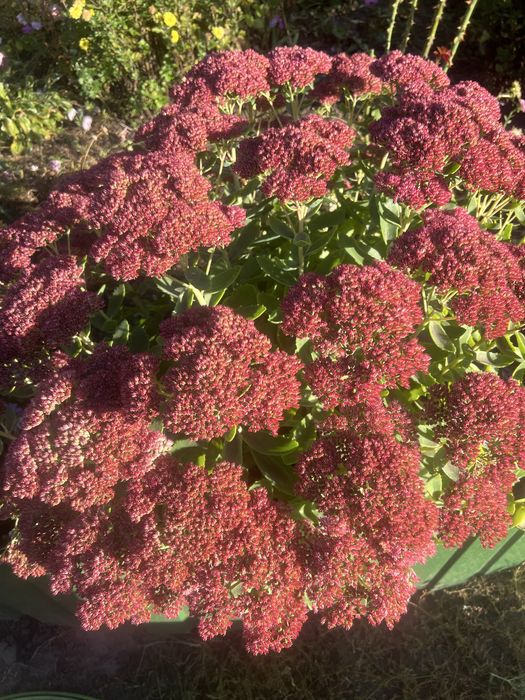 Очиток квіти багаторічні