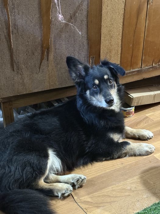 Пес, метис коргі в хороші руки