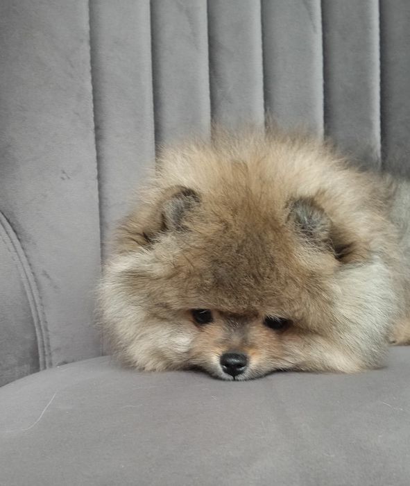 KCУ хлопчик мінік шпіц крем