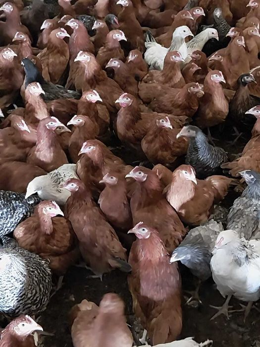 Kury nioski młode z wolnego wybiegu Kurki prosto od hodowcy