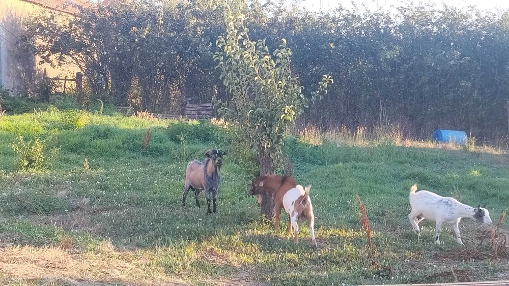 Cabras anãs mais machos do que fêmeas