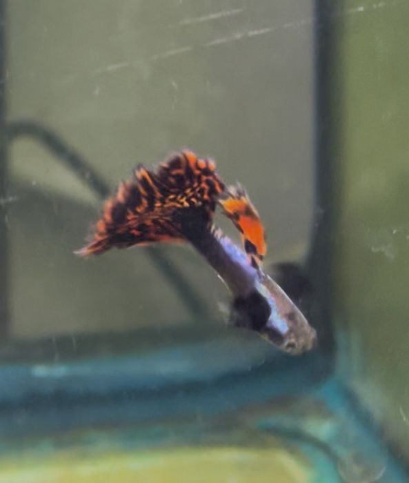 Guppy Dumbo Red Mosaic (Linhagem)