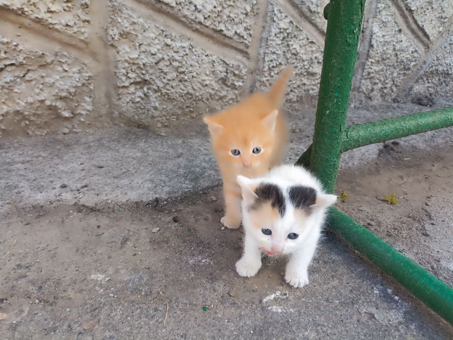 Віддам котенят .
