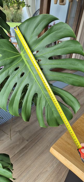 Monstera Sprzedam
