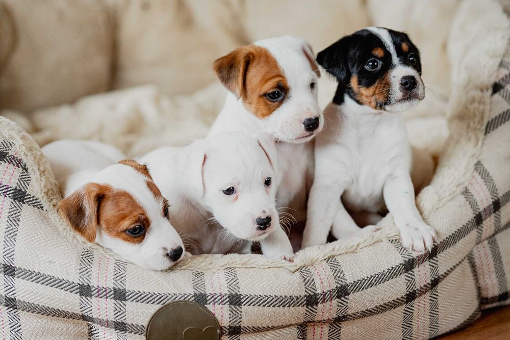 Parson Russell Terrier ZKwP