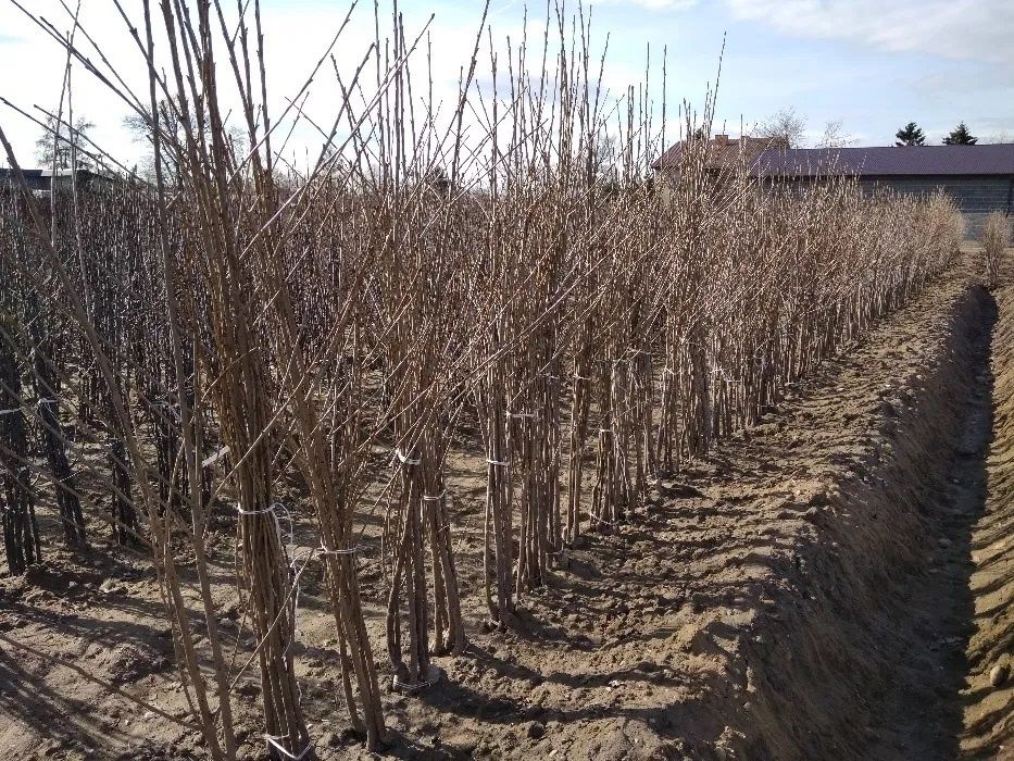 Drzewka owocowe Szkółka drzew i krzewów owocowych Producent Hurt Detal