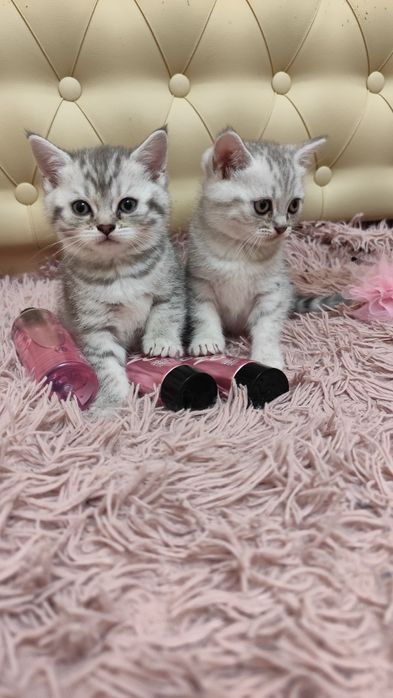 Шотландські кошенята