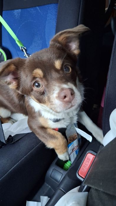 Віддам щеня, дівчинку