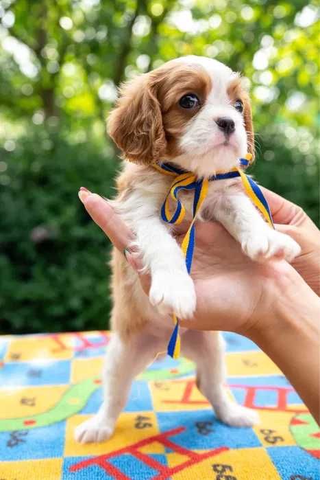 Cavalier King Charles