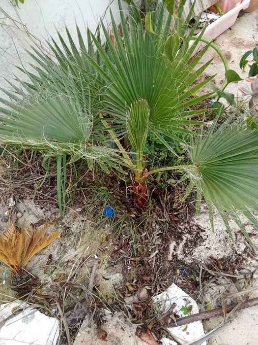 Palmeira grande Saudavel