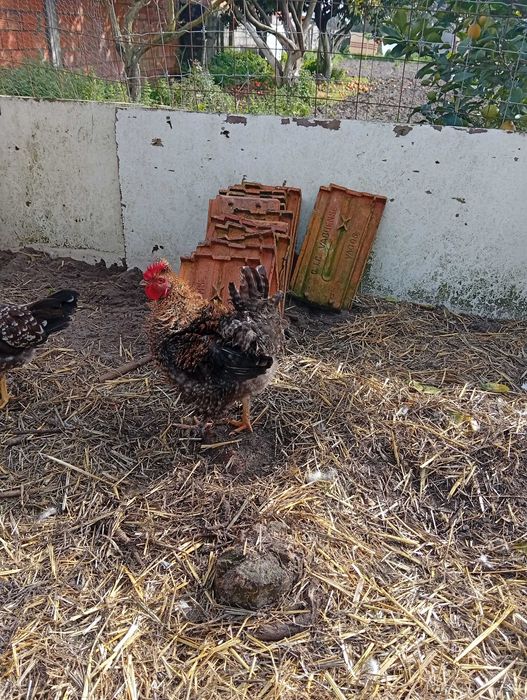 Galos com 10 meses  15€