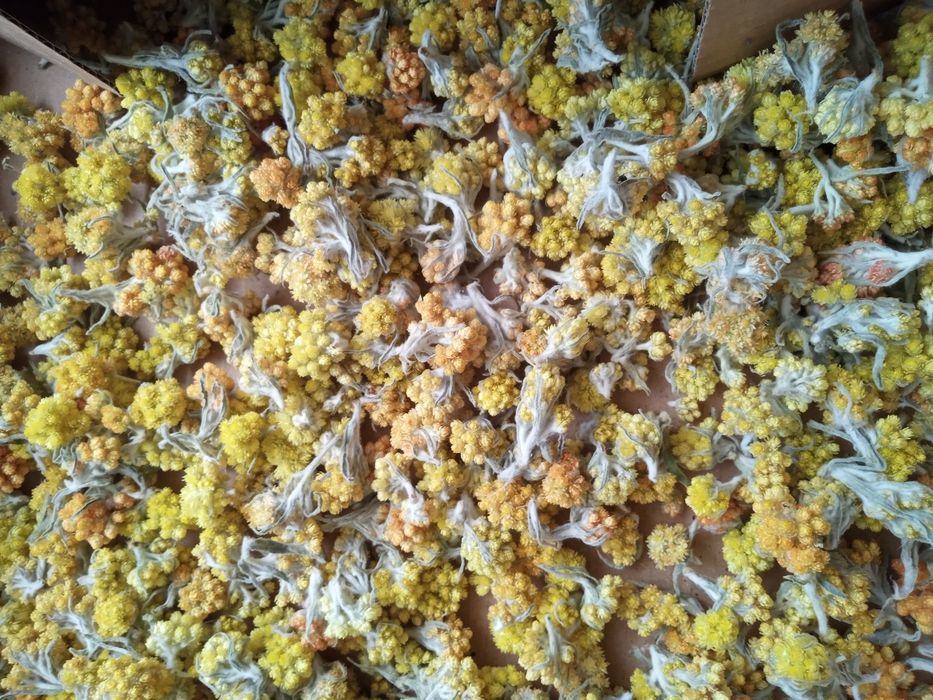 Kocanka piaskowa