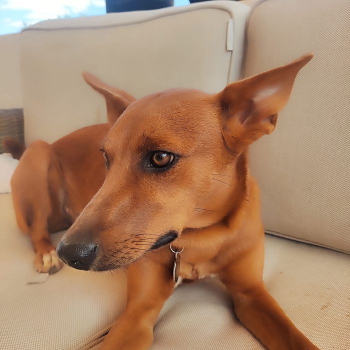 Cadela Podengo para adopcao