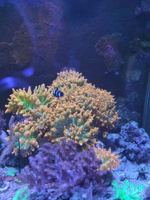 Anémona Bubble Tip Rainbow (Água Salgada)