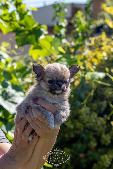 Chihuahua długowłosa z metryką FCI