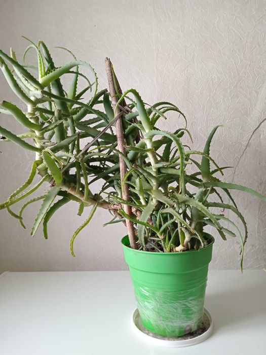 Алоэ , столетник , возраст 14 лет