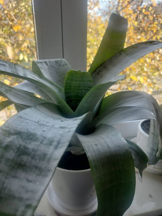 Echmea wstęgowata żywy kwiatek w doniczce na okno par kwitnie pół roku