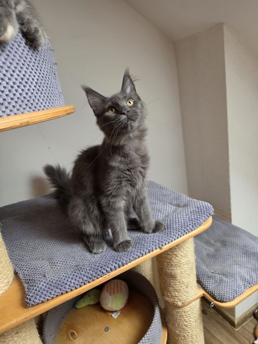 Niebieska dymna koteczka Maine coon