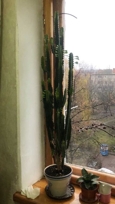 Продам молочай трикутний