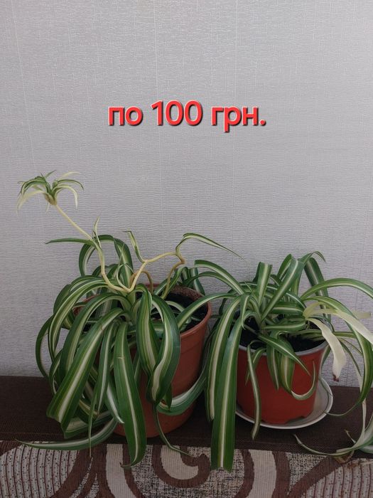 Вазони дешево( товстянка, хлорофітум)