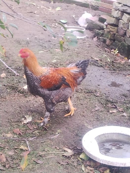 Kogut z kwietnia 2025.