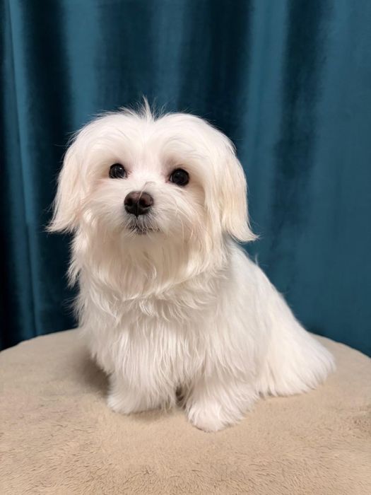 Мальтійська болонка, Мальтезе