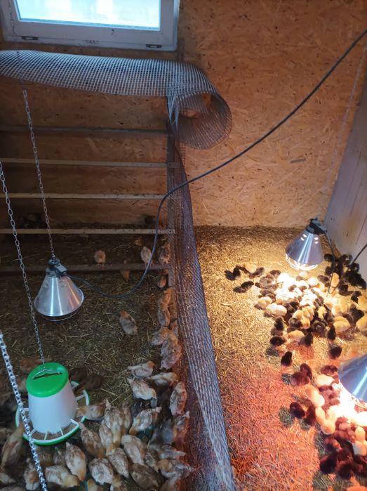 Pisklęta pisklaki kury nioski