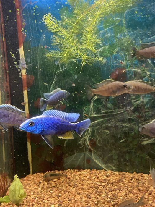 Цихліди . Малаві .