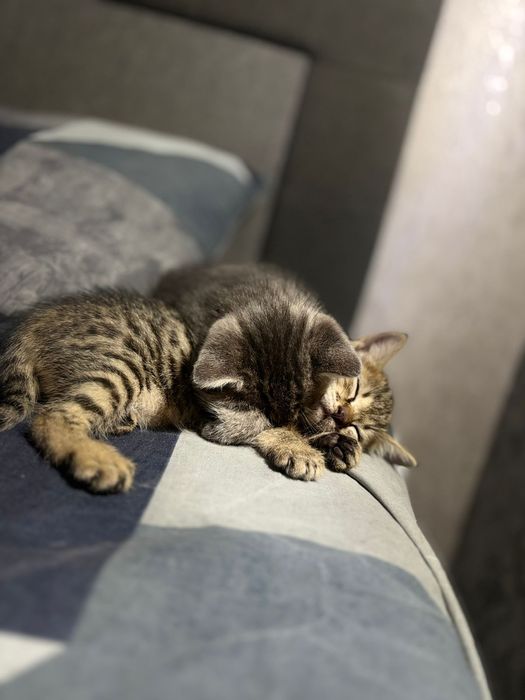 Котята в добрі руки кошеня